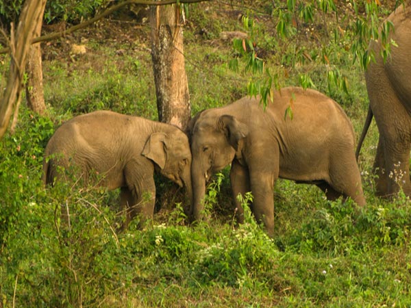 Anamalai Hills
