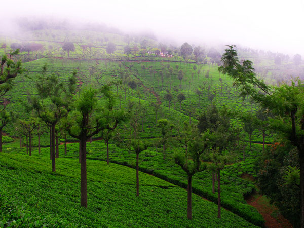 Coonoor