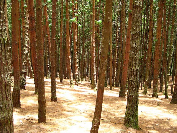 Kodaikanal