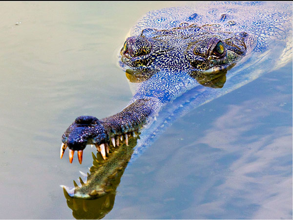 Van Vihar National Park