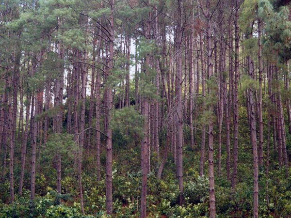 Daringbadi