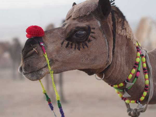 Marwar Festival - Marwar