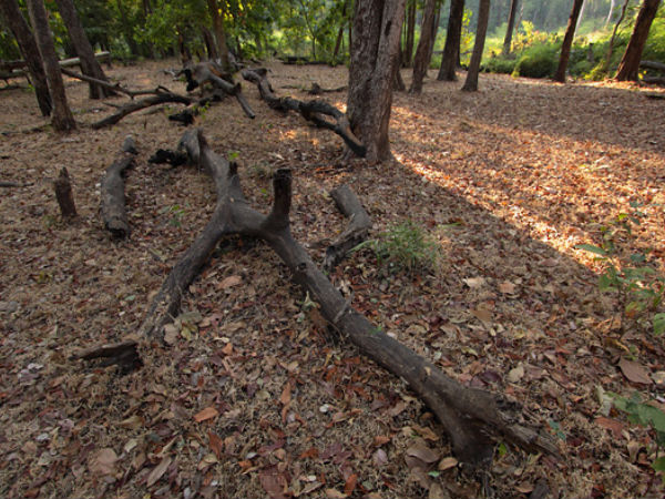 Vansda National Park