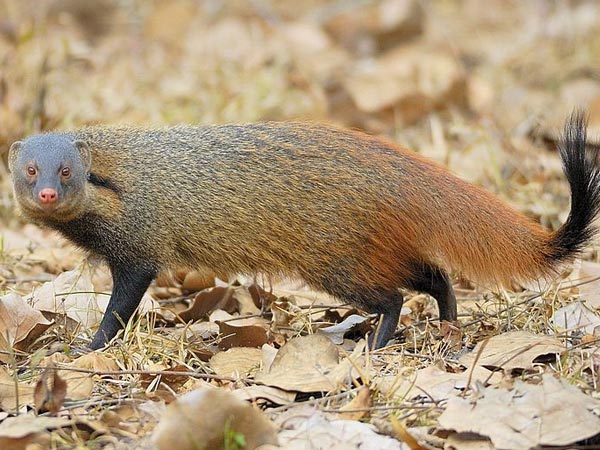 Pushpagiri Wildlife Sanctuary