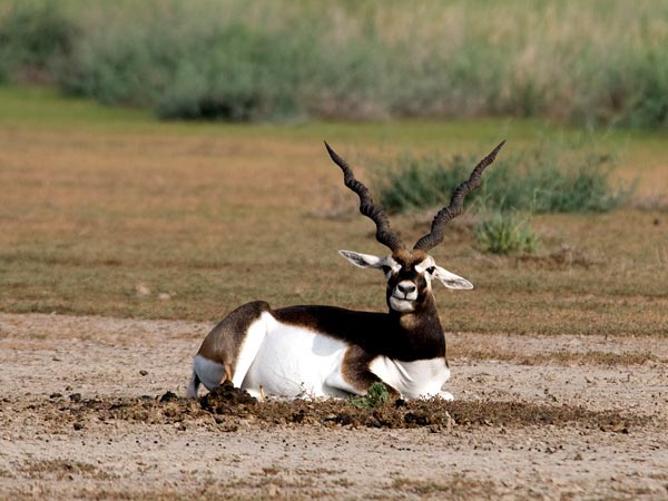 Ranibennur Blackbuck Sanctuary