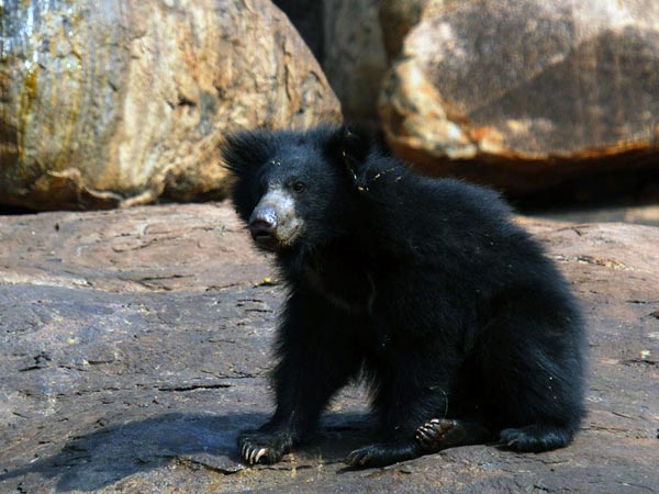 Daroji Sloth Bear Sanctuary