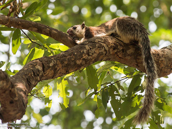 Cauvery Wildlife Sanctuary