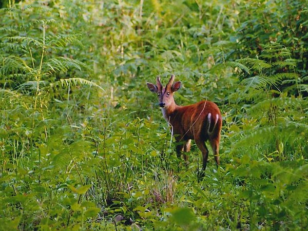 Biligiriranga Wildlife Sanctuary