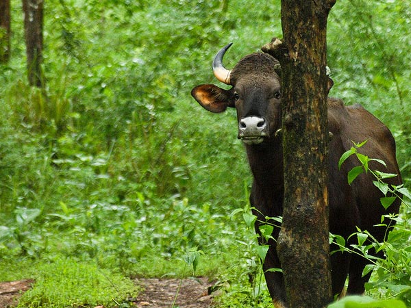 Shettihalli Wildlife Sanctuary