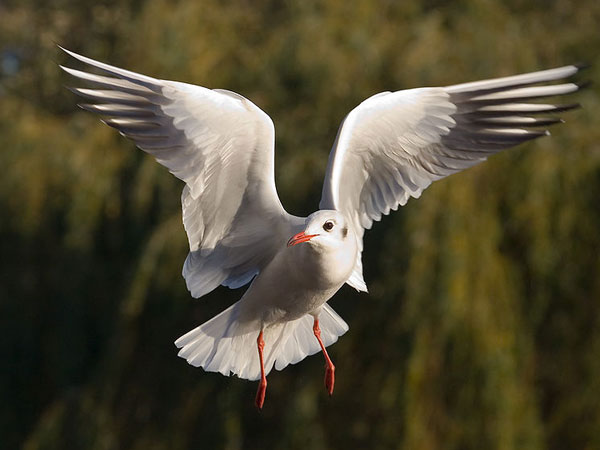Harike Wetland and Bird Sanctuary