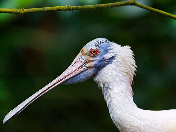 Gaga Wildlife Sanctuary