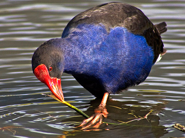 Khijadiya Bird Sanctuary