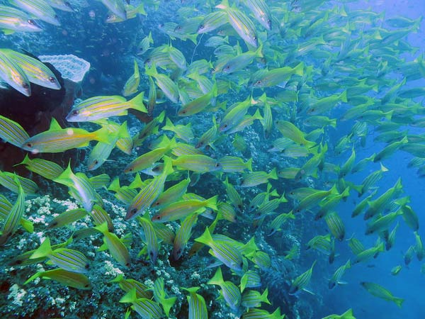 Andaman and Nicobar Islands - Havelock