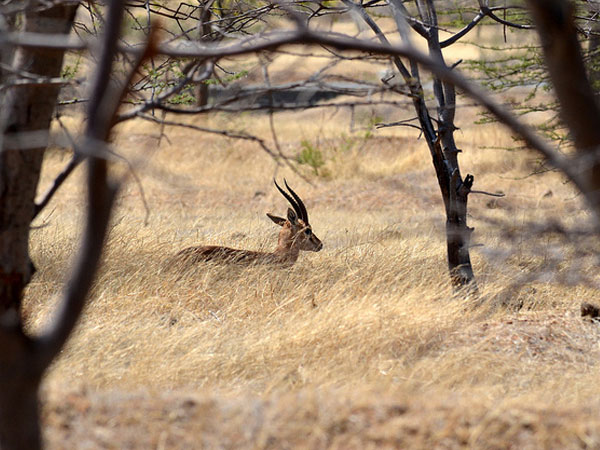 Rampara Wildlife Sanctuary