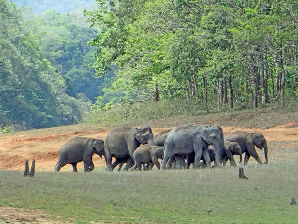 Periyar National Park, Kerala