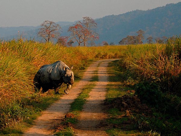 Kaziranga National Park, Assam