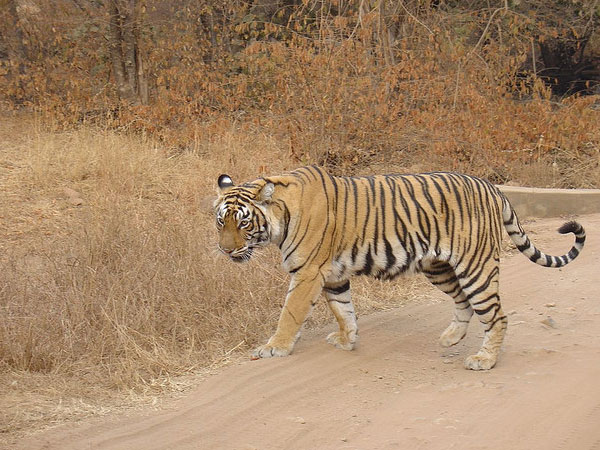 Rathambore, Rajasthan