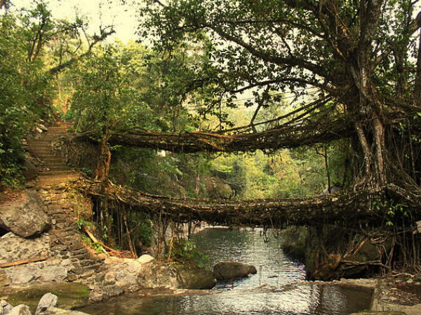 Living Root Bridges