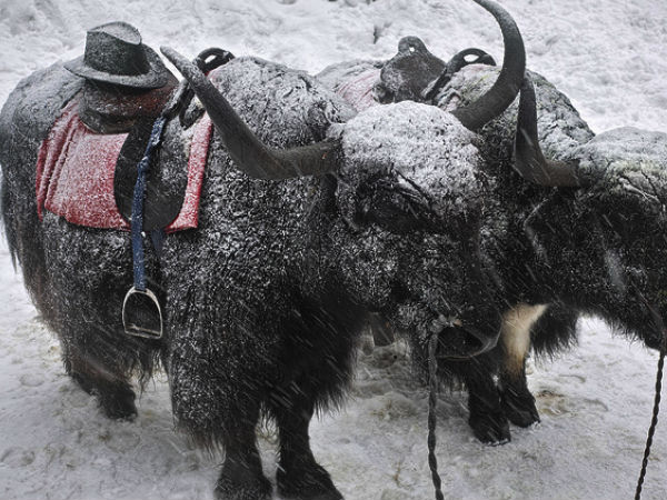 Yak Rides