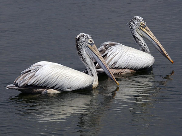 Nelapattu Bird Sanctuary