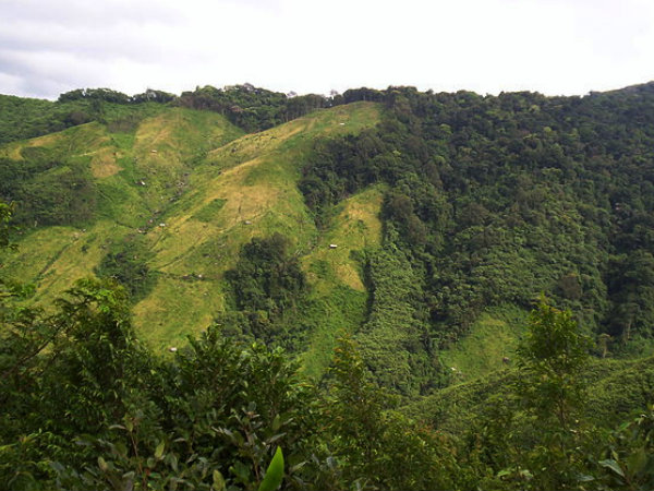 Balpakram Forest