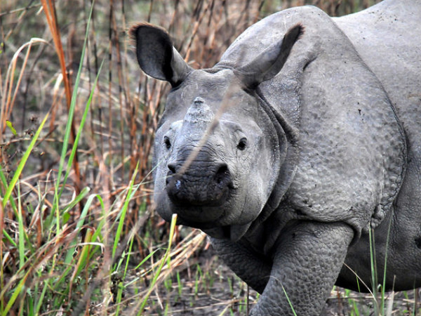 Kaziranga