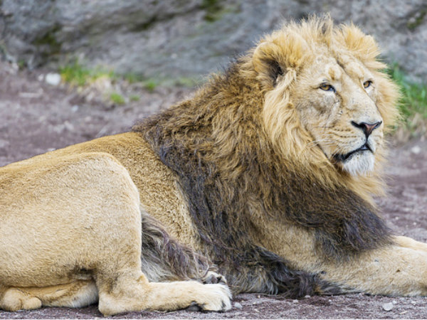 Sakkarbaug Zoo