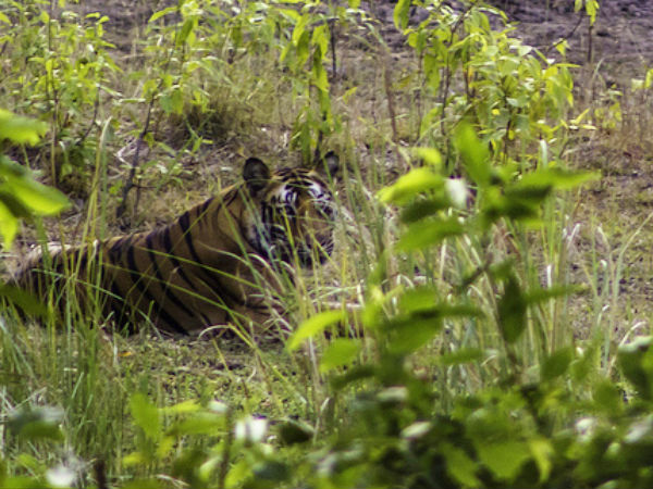 Hidden Tiger