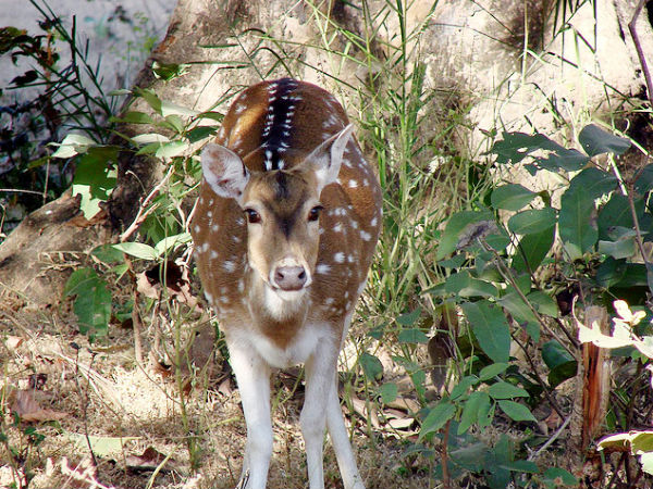 Spotted Red Deer