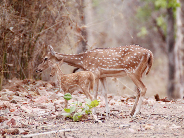 Thenzawl Deer Park