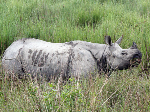 One Horned Rhinoceros