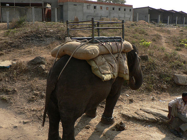 A Safari at Bannerghatta