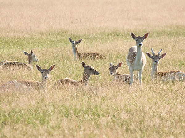 Sepahijala Wildlife Sanctuary
