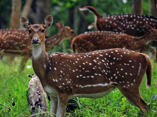 Semarsot Wildlife Sanctuary