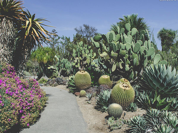 Cactus Garden