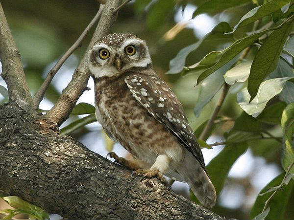 Bhindawas Bird Sanctuary