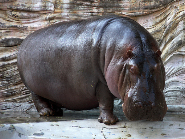Patna Zoo