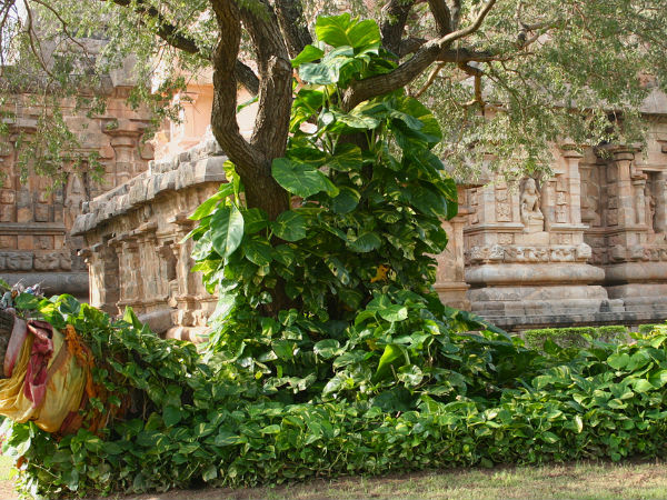 Lush Greenery