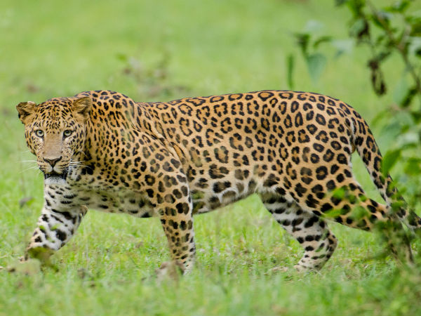 Kabini