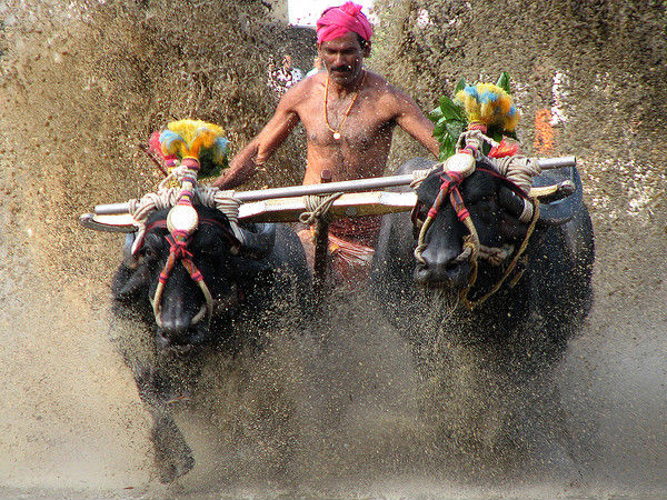 Kambala Buffalo Race