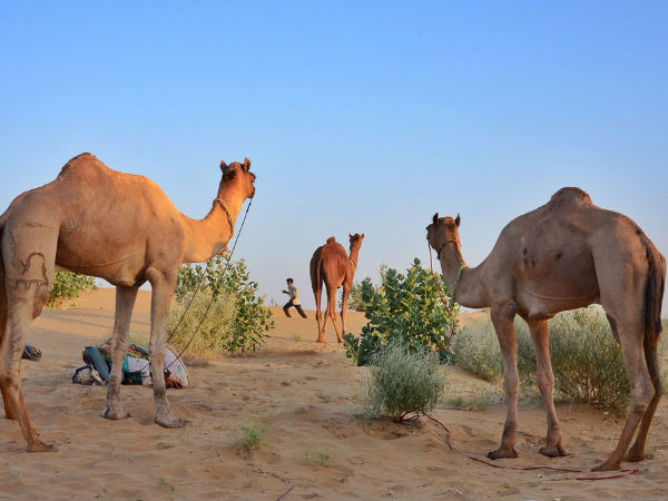 Desert Festival Jaisalmer
