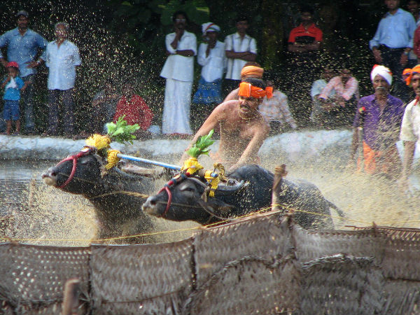 History of Kambala