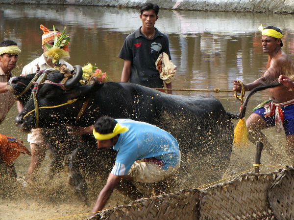 What is the Kambala Buffalo Race?