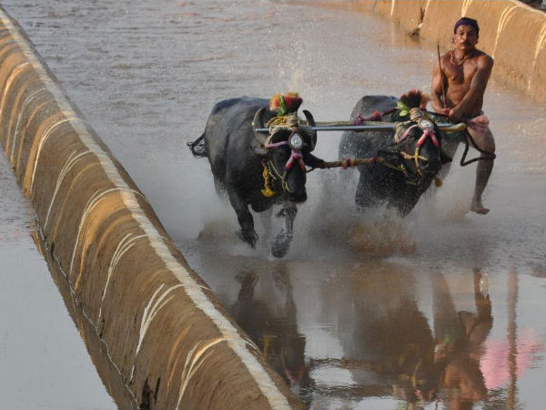 Opposition to Kambala