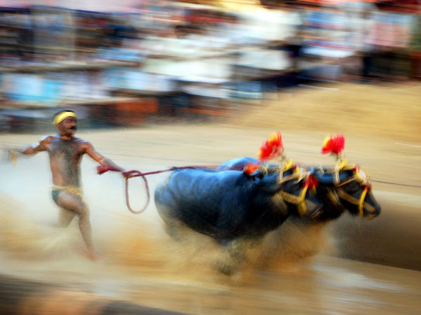 Kambala in 2015