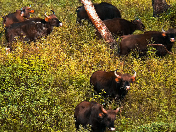Muthodi Forest Camp