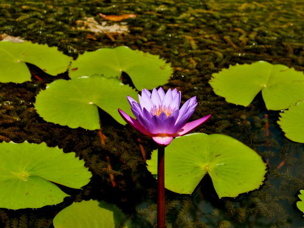 Wayanad