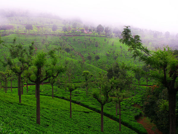 Coonoor