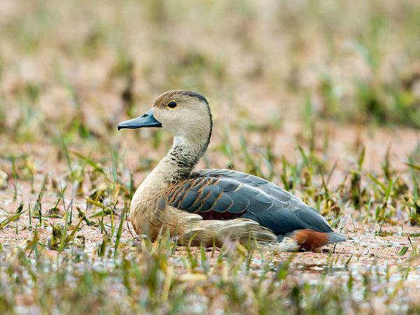 Whistling Duck Whistling Duck