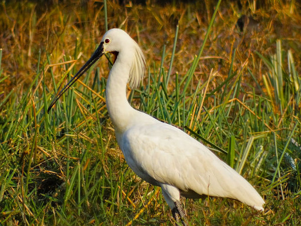 Eurasian Spoonbill Eurasian Spoonbill
